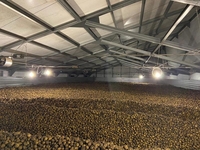 Картофель оптом!!! - <ro>Изображение</ro><ru>Изображение</ru> #2, <ru>Объявление</ru> #1674096