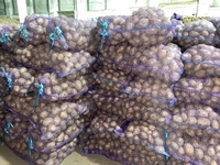 Картофель оптом!!! - <ro>Изображение</ro><ru>Изображение</ru> #5, <ru>Объявление</ru> #1674096