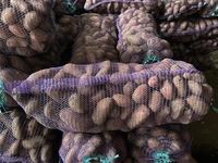 Картофель оптом!!! - <ro>Изображение</ro><ru>Изображение</ru> #6, <ru>Объявление</ru> #1674096