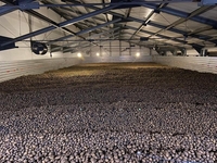 Картофель оптом!!! - <ro>Изображение</ro><ru>Изображение</ru> #7, <ru>Объявление</ru> #1674096