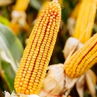 ВИСОКОЯКІСНІ ТРАНСГЕННІ ГІБРИДИ SKEENA FF 199 ФАО 300 ТА SEDONA ВТ 166 ФАО 250 - <ro>Изображение</ro><ru>Изображение</ru> #1, <ru>Объявление</ru> #1690702