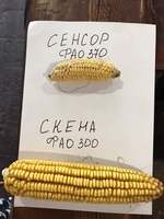 ВИСОКОЯКІСНІ ТРАНСГЕННІ ГІБРИДИ SKEENA FF 199 ФАО 300 ТА SEDONA ВТ 166 ФАО 250 - <ro>Изображение</ro><ru>Изображение</ru> #3, <ru>Объявление</ru> #1690702