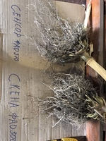 ВИСОКОЯКІСНІ ТРАНСГЕННІ ГІБРИДИ SKEENA FF 199 ФАО 300 ТА SEDONA ВТ 166 ФАО 250 - <ro>Изображение</ro><ru>Изображение</ru> #4, <ru>Объявление</ru> #1690702