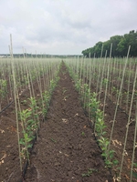  Опоры, колышки из композитных материалов для растений от производителя POLYARM - <ro>Изображение</ro><ru>Изображение</ru> #1, <ru>Объявление</ru> #1709482