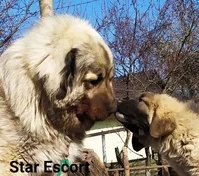 Цуценята кавказької вівчарки розплідник Star Escort  - <ro>Изображение</ro><ru>Изображение</ru> #8, <ru>Объявление</ru> #1747940