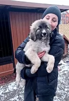 Цуценята кавказької вівчарки розплідник Star Escort  - <ro>Изображение</ro><ru>Изображение</ru> #3, <ru>Объявление</ru> #1747940