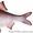 Предприятие продаёт речную рыбу охлаждённую и свежемороженую. тел.0674614177 - <ro>Изображение</ro><ru>Изображение</ru> #3, <ru>Объявление</ru> #62575