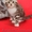 Шотландские котята - scotish fold - окрас шоколадный мраморный     #196622