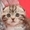 Шотландские котята - scotish fold - окрас шоколадный мраморный     - <ro>Изображение</ro><ru>Изображение</ru> #2, <ru>Объявление</ru> #196622