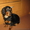 Продаю щенка длинношерсной таксы - <ro>Изображение</ro><ru>Изображение</ru> #3, <ru>Объявление</ru> #356848
