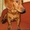 Продам щенка длинношерсной таксы - <ro>Изображение</ro><ru>Изображение</ru> #2, <ru>Объявление</ru> #356853