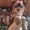 Щенки Йоркширского терьера от чистокровных произво дителей - <ro>Изображение</ro><ru>Изображение</ru> #5, <ru>Объявление</ru> #388630