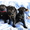 Щенки мопс черного окраса д.р. 08.11.12 - <ro>Изображение</ro><ru>Изображение</ru> #3, <ru>Объявление</ru> #557787