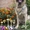 Алиментный щенок восточно-европейской овчарки! - <ro>Изображение</ro><ru>Изображение</ru> #4, <ru>Объявление</ru> #736536