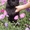 Алиментный щенок восточно-европейской овчарки! - <ro>Изображение</ro><ru>Изображение</ru> #1, <ru>Объявление</ru> #736536