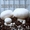 Семена грибов, споры грибов, мицелий вешенки, шампиньона Недорого! - <ro>Изображение</ro><ru>Изображение</ru> #3, <ru>Объявление</ru> #736222