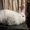 Продам молодняк калифорнийских кроликов  и НЗБ - <ro>Изображение</ro><ru>Изображение</ru> #3, <ru>Объявление</ru> #767630