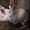 Продам молодняк калифорнийских кроликов  и НЗБ - <ro>Изображение</ro><ru>Изображение</ru> #1, <ru>Объявление</ru> #767630