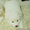 Очаровательные щенки самоедской лайки клуб кку - <ro>Изображение</ro><ru>Изображение</ru> #2, <ru>Объявление</ru> #828651