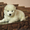 Очаровательные щенки самоедской лайки клуб кку - <ro>Изображение</ro><ru>Изображение</ru> #3, <ru>Объявление</ru> #828651