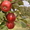 Саженцы яблонь с интеркалярной вставкой лучших сортов - <ro>Изображение</ro><ru>Изображение</ru> #4, <ru>Объявление</ru> #865658