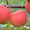 Саженцы яблонь с интеркалярной вставкой лучших сортов - <ro>Изображение</ro><ru>Изображение</ru> #2, <ru>Объявление</ru> #865658