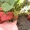 Рассада и семена клубники много сортов - <ro>Изображение</ro><ru>Изображение</ru> #3, <ru>Объявление</ru> #855735