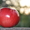 Саженцы яблонь с интеркалярной вставкой лучших сортов - <ro>Изображение</ro><ru>Изображение</ru> #3, <ru>Объявление</ru> #865658