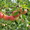 Саженцы яблонь с интеркалярной вставкой лучших сортов - <ro>Изображение</ro><ru>Изображение</ru> #5, <ru>Объявление</ru> #865658