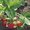 Cаженцы  садовой земляники много сортов - <ro>Изображение</ro><ru>Изображение</ru> #6, <ru>Объявление</ru> #855737