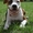Высокопородные щенки  стаффордширского терьера  - <ro>Изображение</ro><ru>Изображение</ru> #4, <ru>Объявление</ru> #820052