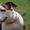 Высокопородные щенки  стаффордширского терьера  - <ro>Изображение</ro><ru>Изображение</ru> #2, <ru>Объявление</ru> #820052