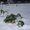 Cаженцы  садовой земляники много сортов - <ro>Изображение</ro><ru>Изображение</ru> #8, <ru>Объявление</ru> #855737