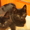 Черненькие миленькие котята ищут дом! - <ro>Изображение</ro><ru>Изображение</ru> #1, <ru>Объявление</ru> #973825