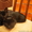 Черненькие миленькие котята ищут дом! #973825