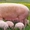 заменитель цельного молока для свиней и телят с первых дней жизни - <ro>Изображение</ro><ru>Изображение</ru> #2, <ru>Объявление</ru> #973222