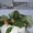 Рассада ремонтантной клубники сорта Монтерей. - <ro>Изображение</ro><ru>Изображение</ru> #5, <ru>Объявление</ru> #1047980