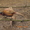 Продам охотничьих и румынских фазанов  #1051396