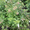 Саженцы малины Таруса (малиновое дерево) #1142414