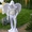 Живые статуи Черкассы ! Живые ангелы на Вашей свадьбе ! - <ro>Изображение</ro><ru>Изображение</ru> #5, <ru>Объявление</ru> #1275529