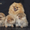 Миленькие щенки померанского шпица - <ro>Изображение</ro><ru>Изображение</ru> #3, <ru>Объявление</ru> #1561840