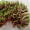 Мох сфагнум сухой, субстрат для растений - <ro>Изображение</ro><ru>Изображение</ru> #2, <ru>Объявление</ru> #1584531