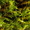Мох сфагнум сухой, субстрат для растений - <ro>Изображение</ro><ru>Изображение</ru> #3, <ru>Объявление</ru> #1584531