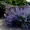Ландшафтный дизайн Черкассы "Мастерская садовых искусств" - <ro>Изображение</ro><ru>Изображение</ru> #2, <ru>Объявление</ru> #1608804
