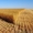 Підприємство купляє пшеницю 2, 3, 6 класу,  ціна висока
