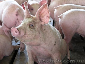 Мясо свинины украинского производства - <ro>Изображение</ro><ru>Изображение</ru> #1, <ru>Объявление</ru> #67965