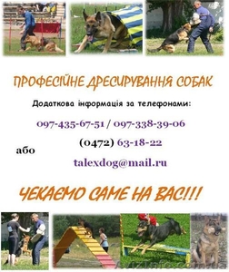 Професиональная дрессировка собак! Черкассы, Украина - <ro>Изображение</ro><ru>Изображение</ru> #1, <ru>Объявление</ru> #116540