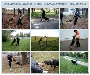 Дрессировка собак Черкассы - Украина - <ro>Изображение</ro><ru>Изображение</ru> #1, <ru>Объявление</ru> #154719