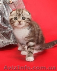 Шотландские котята - scotish fold - окрас шоколадный мраморный     - <ro>Изображение</ro><ru>Изображение</ru> #1, <ru>Объявление</ru> #196622