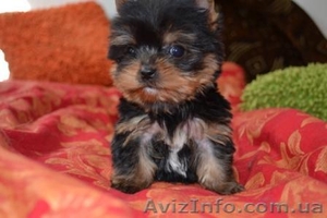 Элитные щеночки йоркширского терьера